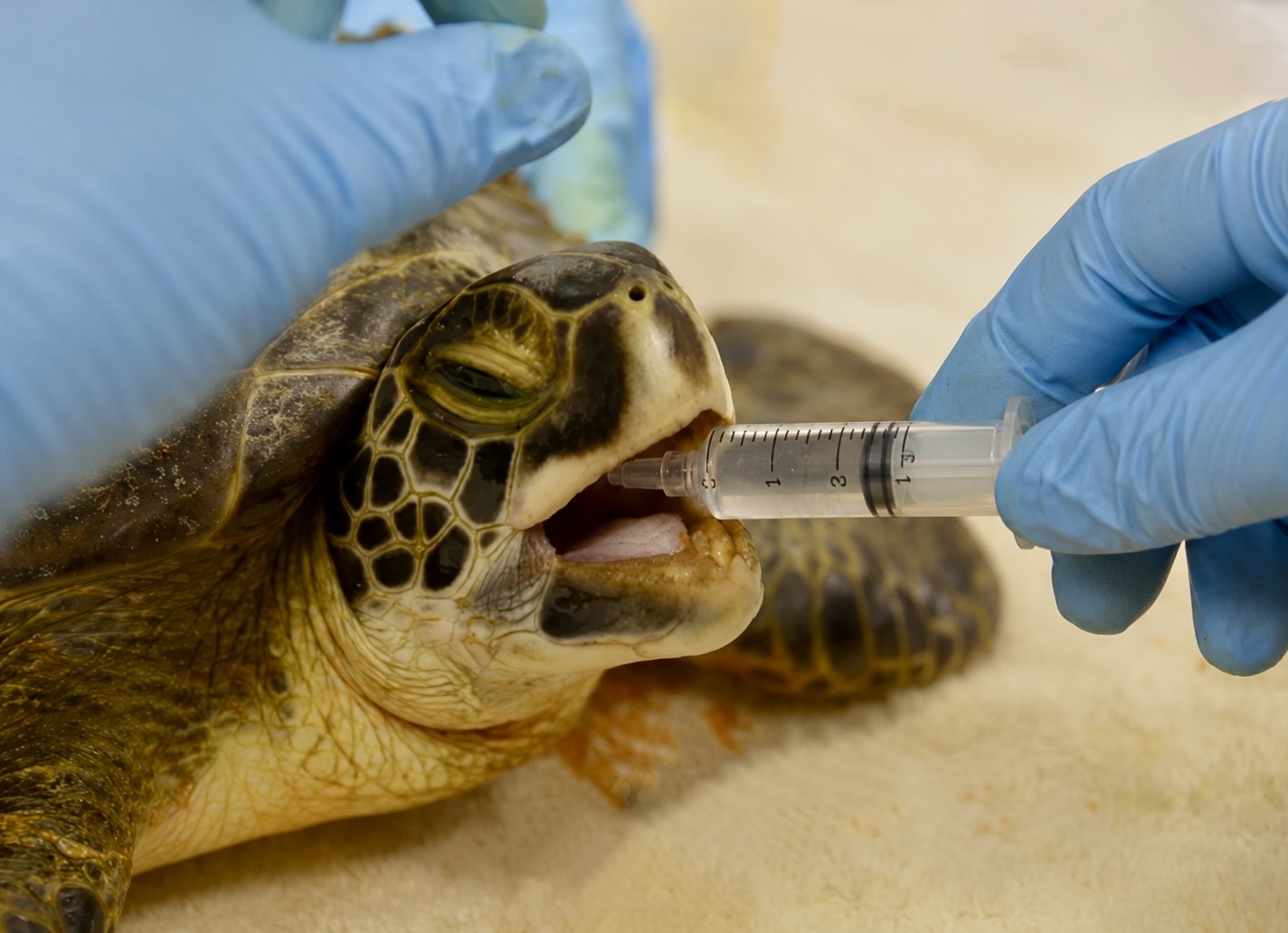 Medicating a turtle