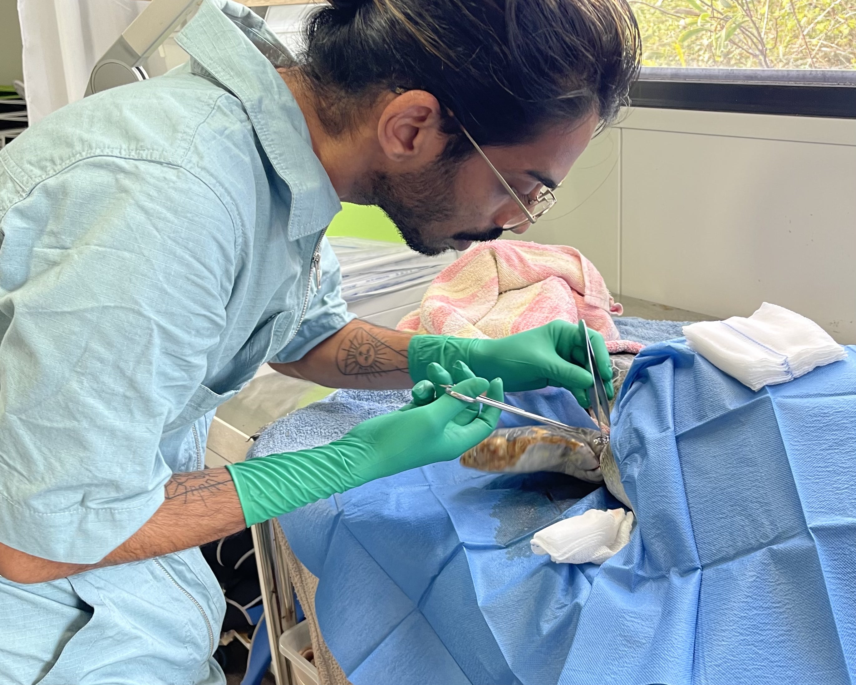 Turtle surgery